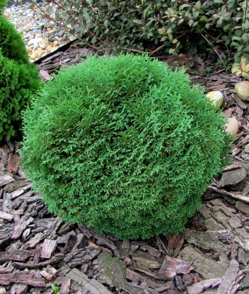 Thuja occidentalis 'Tiny Tim' Rietumu tūja